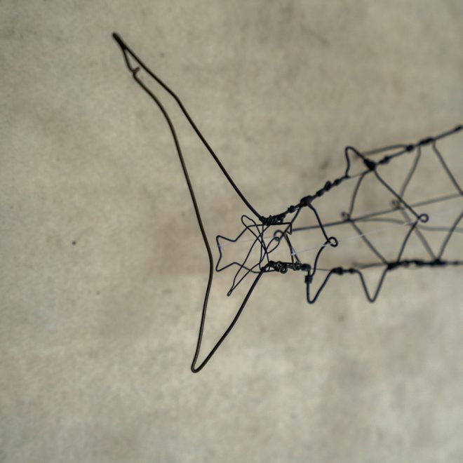 Ben-Baker_Basking-Shark-04